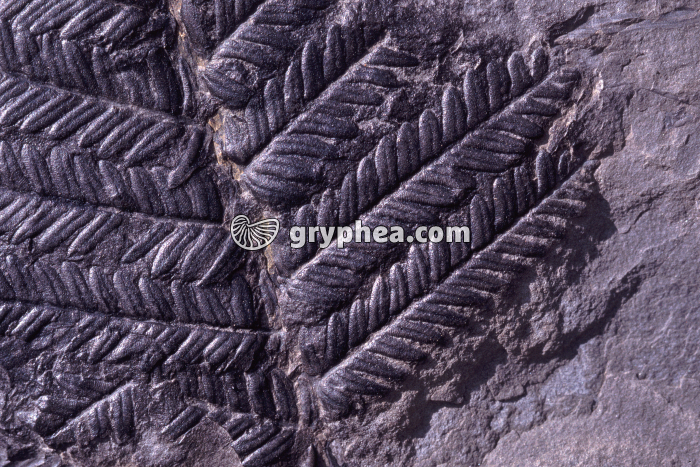 Fougère - gryphea.org